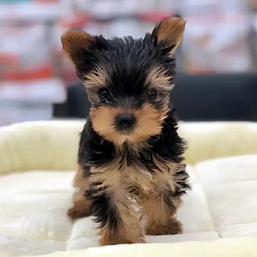 ヨークシャーテリア