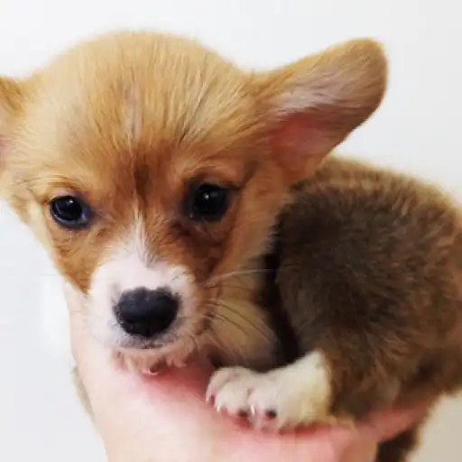 ウェルシュコーギーペンブローク