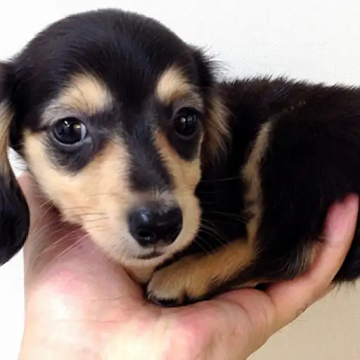 カニンヘン・ダックスフント