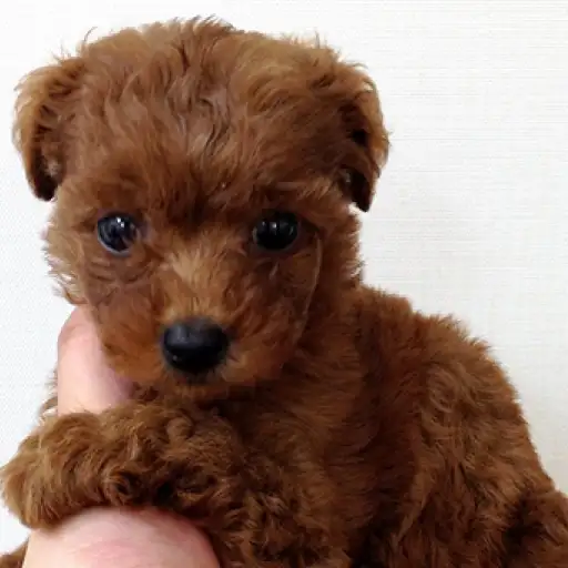 トイ・プードル