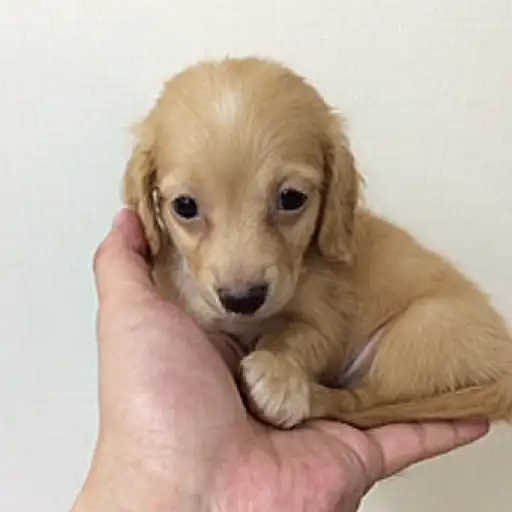 ミニチュア・ダックスフント