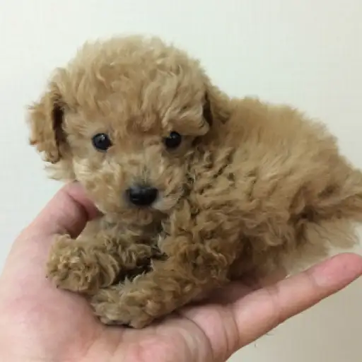 トイ・プードル