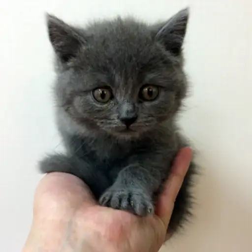 ブリティッシュショートヘア