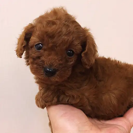 トイ・プードル