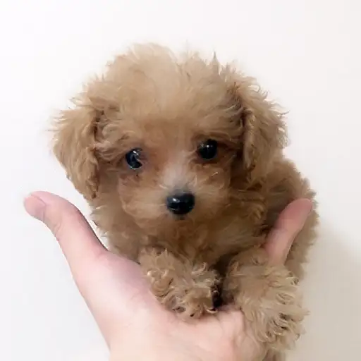 トイ・プードル