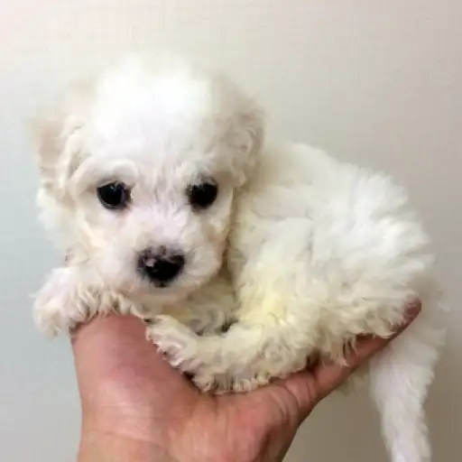 ビションフリーゼ