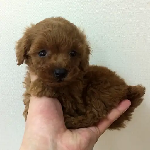 トイ・プードル