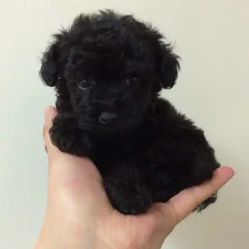 トイ・プードル