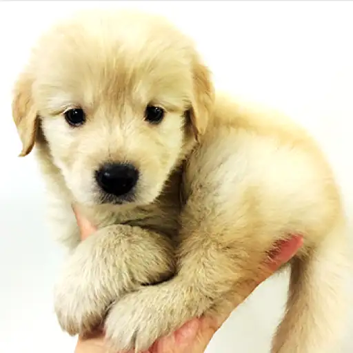 ゴールデンレトリバー