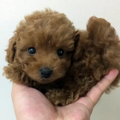 トイ・プードル