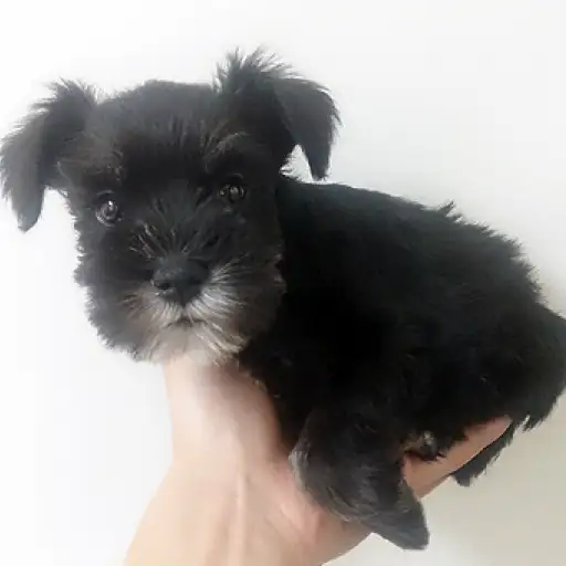 ミニチュア・シュナウザー