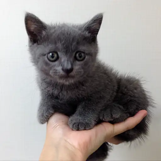 ブリティッシュショートヘア