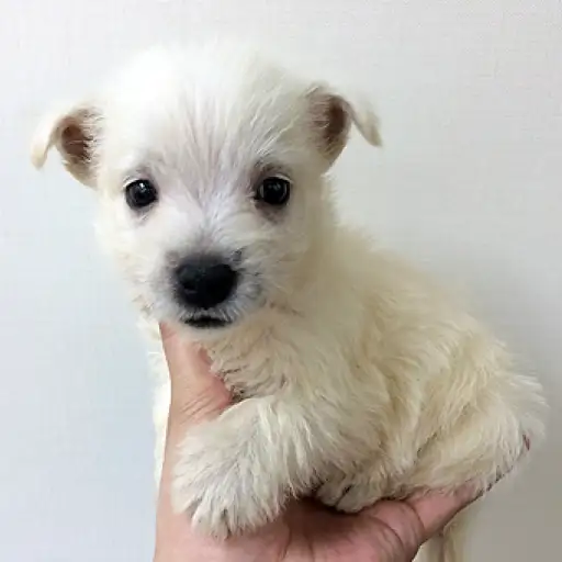 ウェストハイランドホワイトテリア