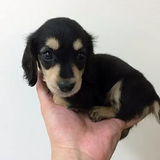 ミニチュア・ダックスフント