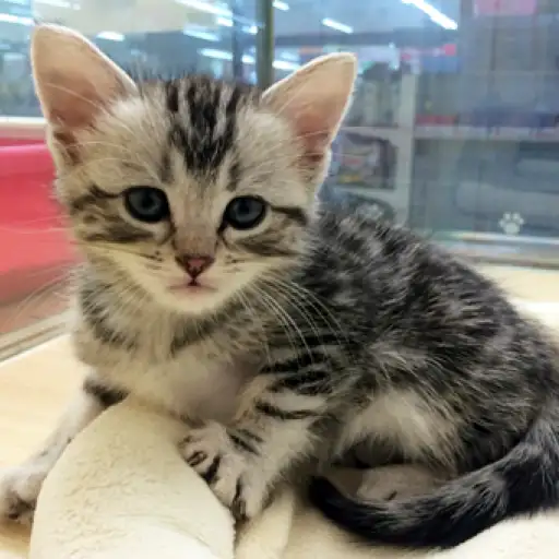 アメリカンショートヘア