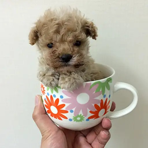 トイ・プードル