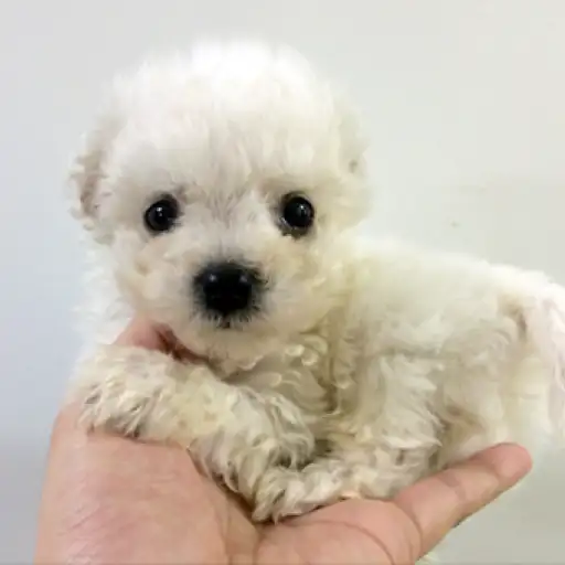 ビションフリーゼ