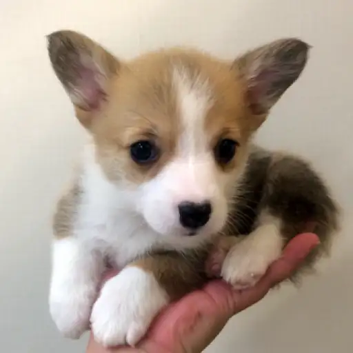 ウェルシュコーギーペンブローク