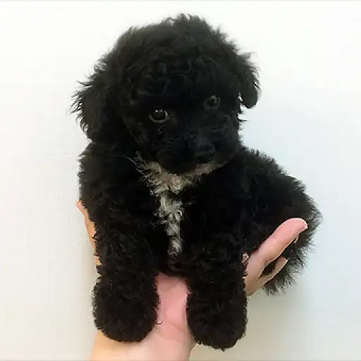 トイ・プードル