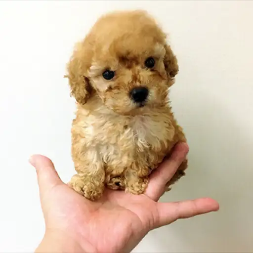 トイ・プードル