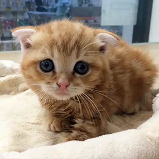 スコティッシュフォールド