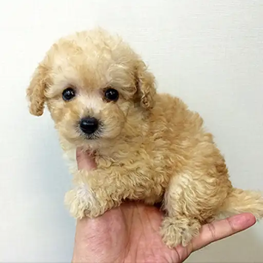 トイ・プードル