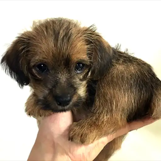 ノーフォークテリア