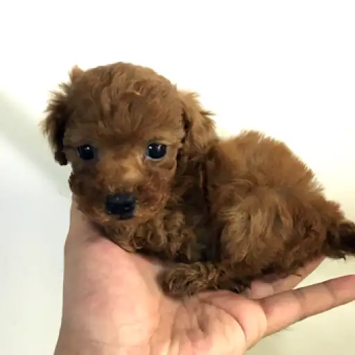 トイ・プードル