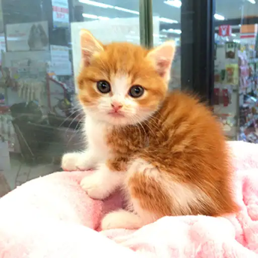 スコティッシュフォールド