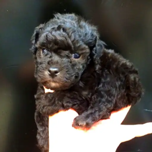 トイ・プードル