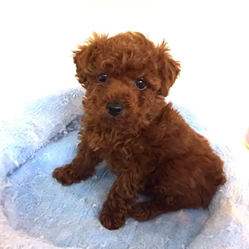 トイ・プードル