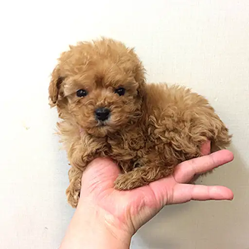 トイ・プードル