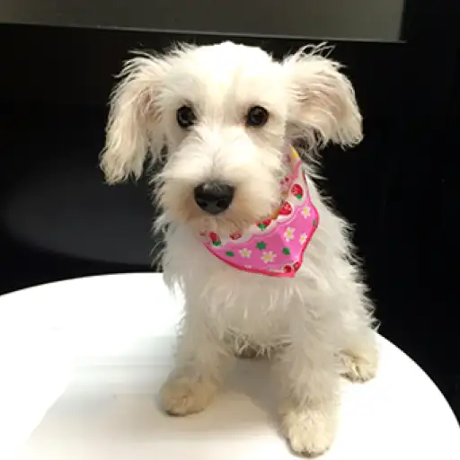 ミニチュア・シュナウザー