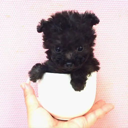 トイ・プードル