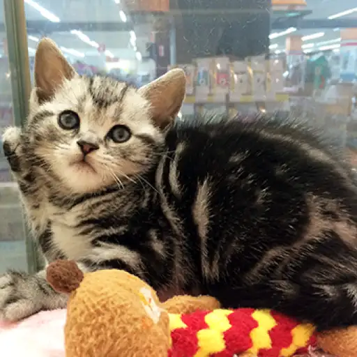 アメリカンショートヘア