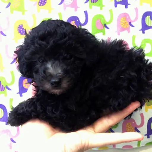 トイ・プードル