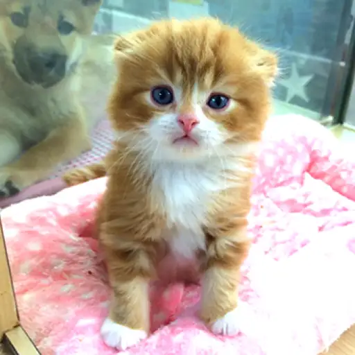 スコティッシュフォールド