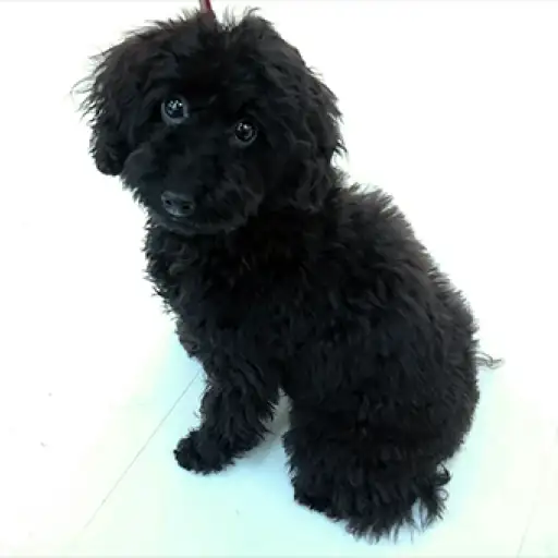 トイ・プードル