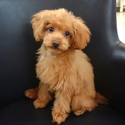 トイ・プードル