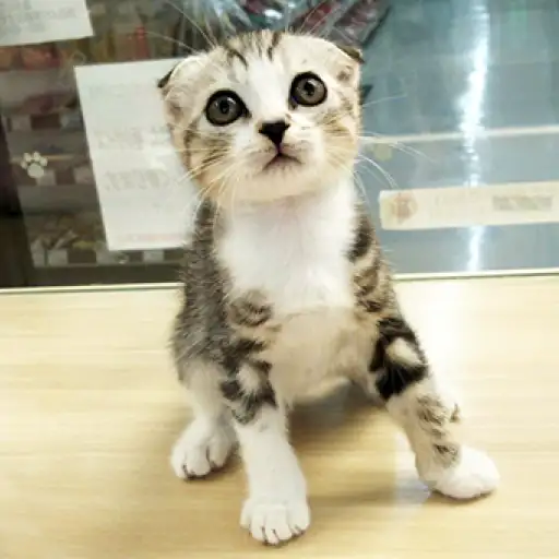 スコティッシュフォールド