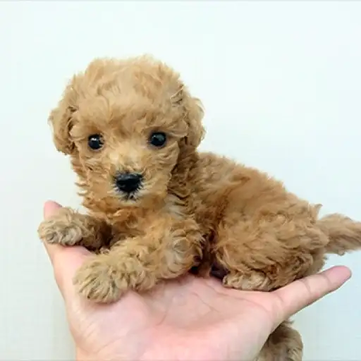 トイ・プードル