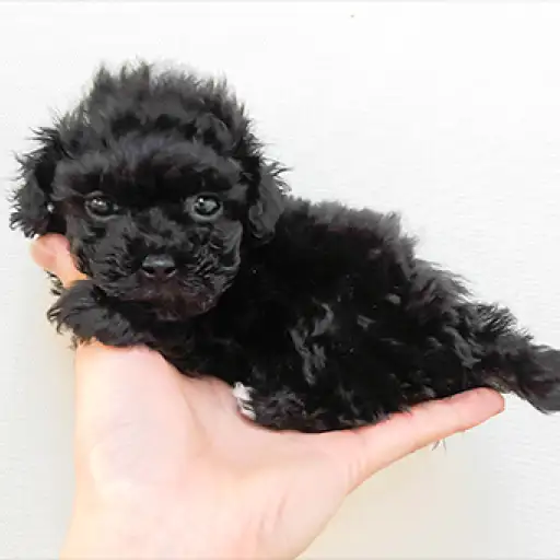 トイ・プードル