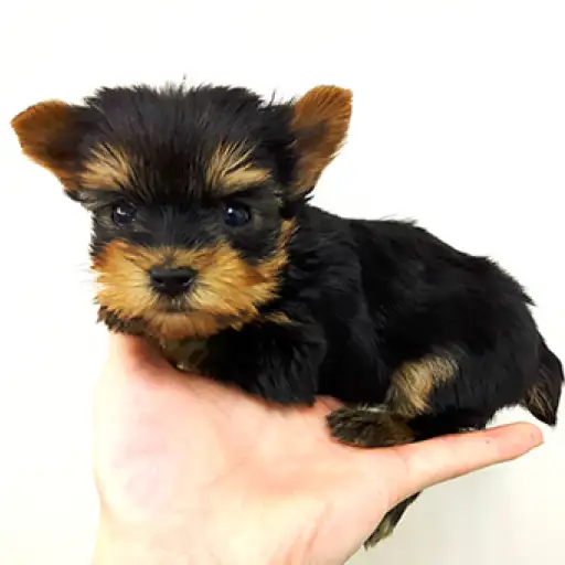 ヨークシャーテリア