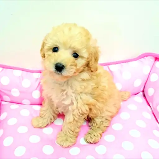 トイ・プードル