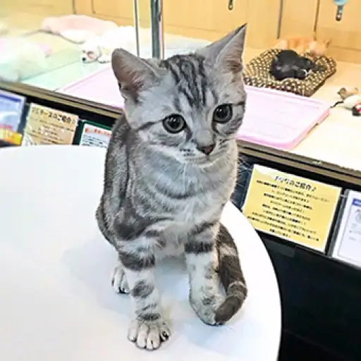 アメリカンショートヘア