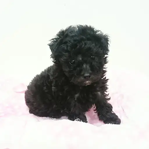 トイ・プードル