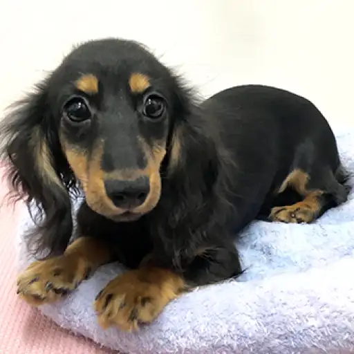 カニンヘン・ダックスフント