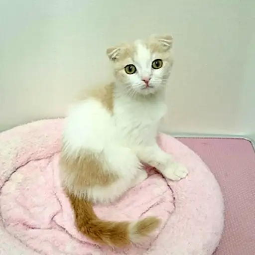 スコティッシュフォールド