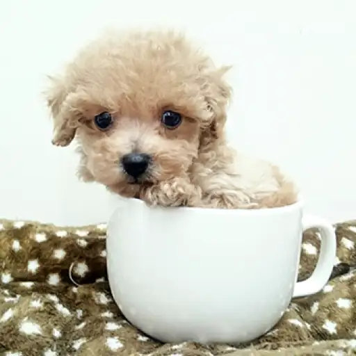 トイ・プードル