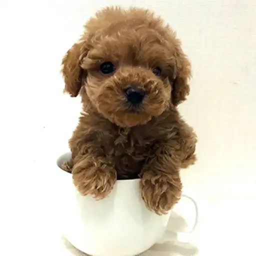 トイ・プードル